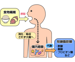 【速報】腸内細菌が大腸がんを引き起こす可能性がある！？正しい知識をつける！