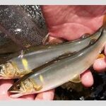 住宅街にアユの大群！？“用水路が川になる瞬間”に住民騒然「勝手に捕ったら罰金です」