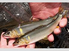 住宅街にアユの大群！？“用水路が川になる瞬間”に住民騒然「勝手に捕ったら罰金です」