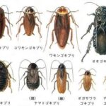 「でかすぎて悲鳴！」福岡市で“日本最大ゴキブリ”急増　専門家も警鐘「完全に定着した」