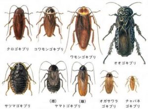 「でかすぎて悲鳴！」福岡市で“日本最大ゴキブリ”急増　専門家も警鐘「完全に定着した」