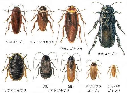 「でかすぎて悲鳴！」福岡市で“日本最大ゴキブリ”急増　専門家も警鐘「完全に定着した」