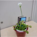 獣神サンダー・ライガーの現在が話題　食虫植物3000鉢の愛好家として『あさイチ』登場